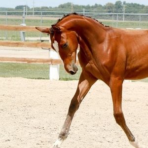 Meet your Posher, Kim